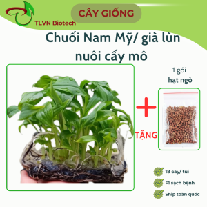 Giống Chuối Nam Mỹ (Chuối Già Lùn): Lợi Ích Vượt Trội và Hướng Dẫn Mua Giống Chất Lượng