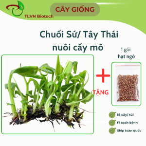 Giống Chuối Sứ Nuôi Cấy Mô: Ưu Điểm Nổi Bật & Tiêu Chuẩn Cây Giống Chất Lượng