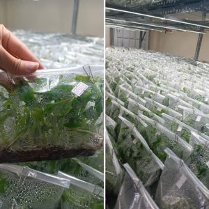 Chuối già lùn Nam Mỹ đang trong phòng lab