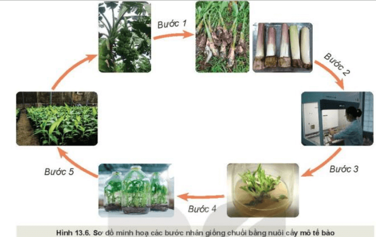 Các bước nuôi cấy mô