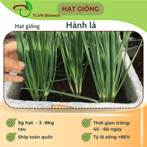 hạt giống hành lá