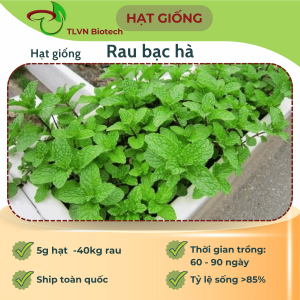 Hạt giống rau bạc hà
