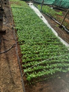 giống chuối sứ năng suất cao