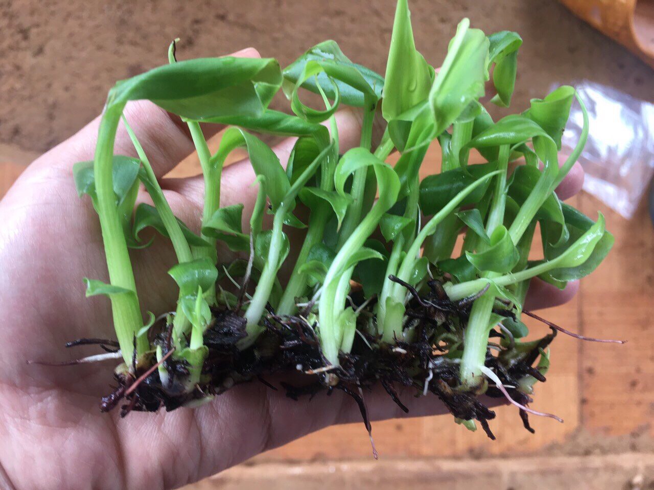 Cách chọn giống chuối sứ phù hợp cho nhu cầu trồng thực tế