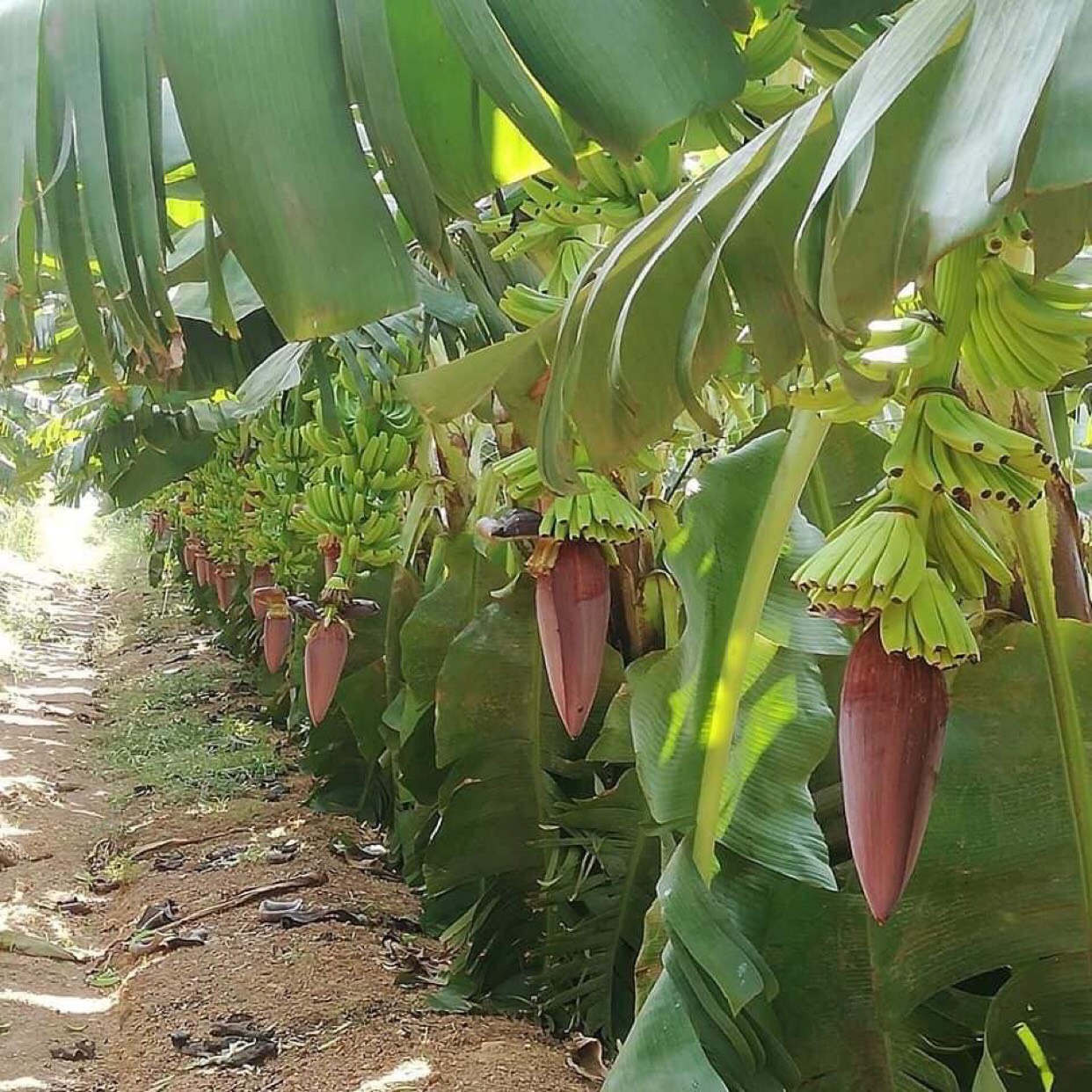 Mật độ trồng chuối Nam Mỹ bao nhiêu là hợp lý